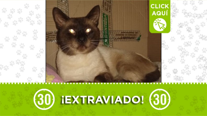 'Chocolisto' perdido en itagui