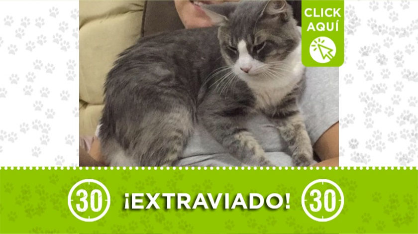 'Coco' perdido en Villa del Socorro