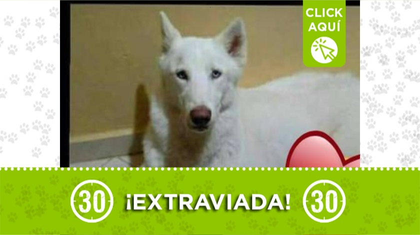 'Cristal' perdida en Manrique Oriental