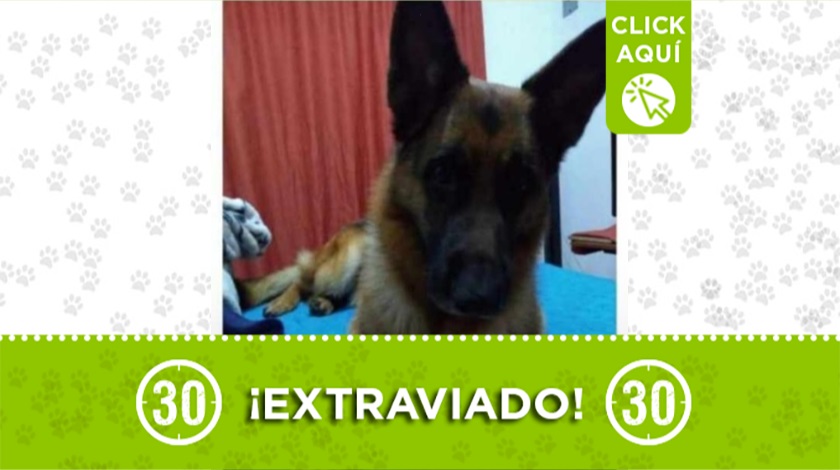 'Draco' perdido en Aranjuez