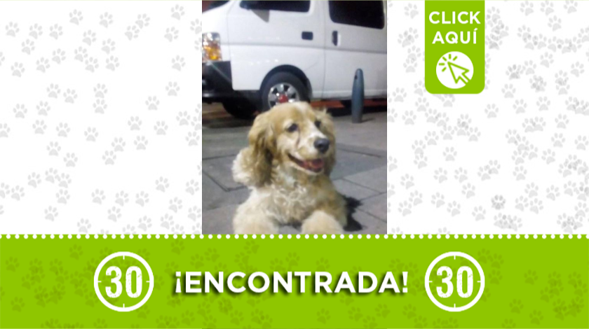 Perrita encontrada por la 70, cerca a Mondongos ¿la reconoce?