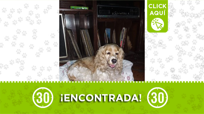 Este perrita fue encontrada deambulando por San Joaquín