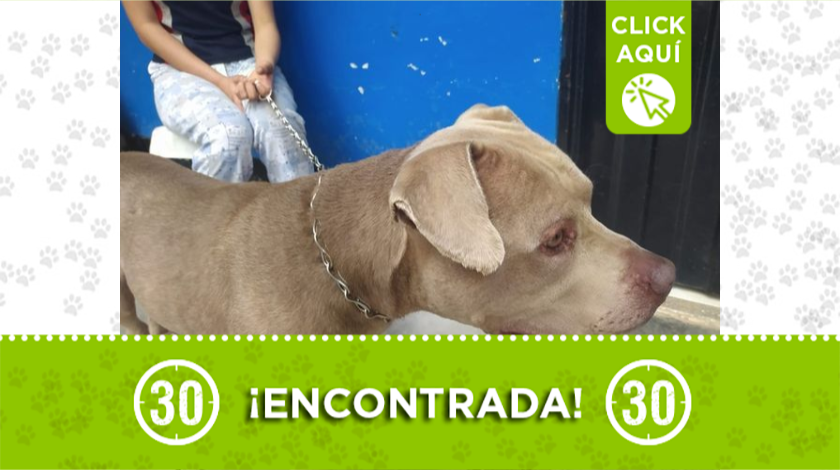 Perrita encontrada