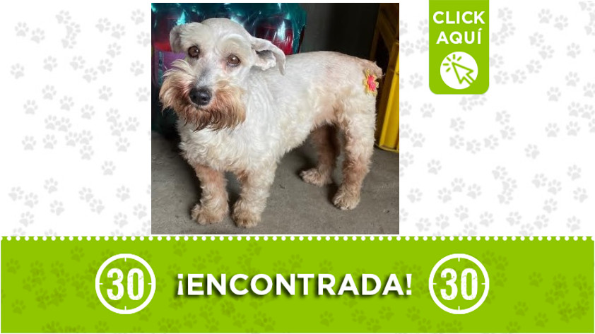 Perrita encontrada por autopista sur