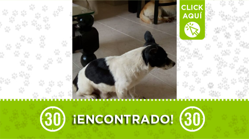 Este peludito fue encontrado por la UVA de Villa Hermosa