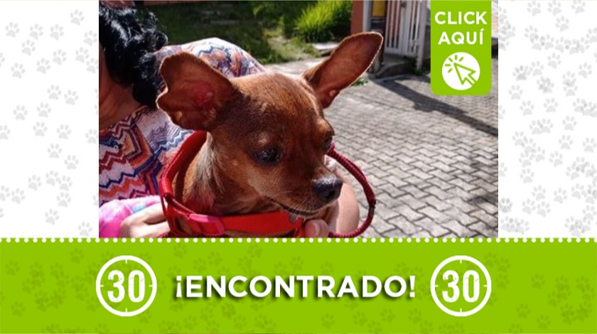 Encontraron este perrito en Robledales