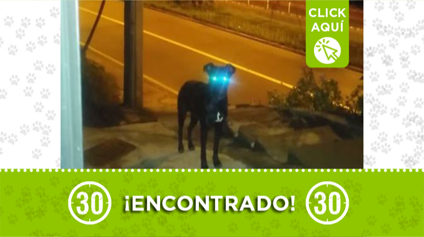 Este peludito está deambulando por sector de CC Florida en Medellín