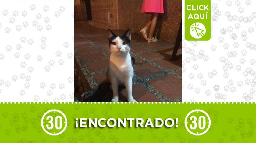 Gatito encontrado