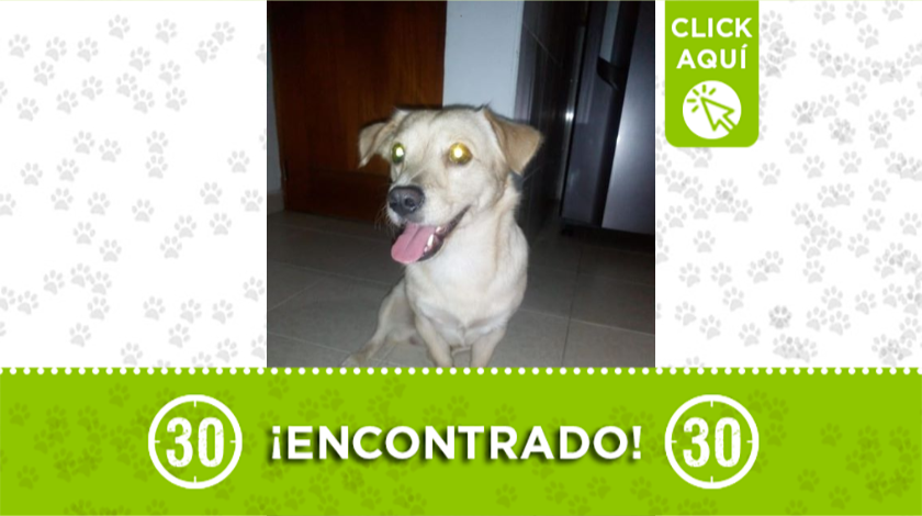 Perrito llegó deambulando a Camino de los Vientos en Niquía, buscan a su dueño