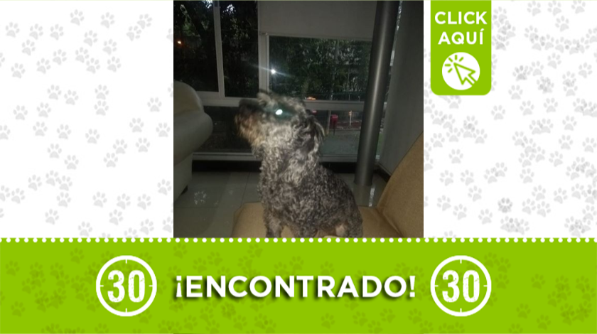 Perrito encontrado deambulando en Calasanz