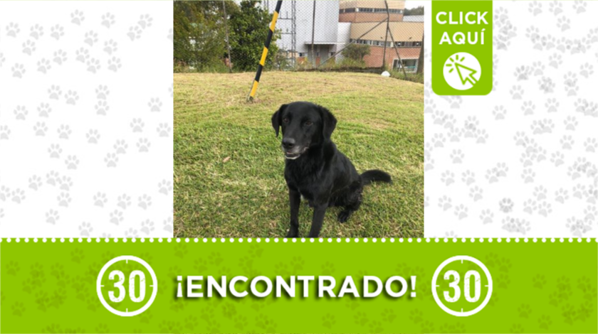 Encontraron a este perrito deambulando en el Oriente antioqueño