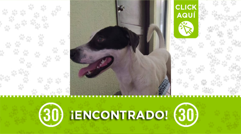 Encontraron a este perrito en Villa Hermosa