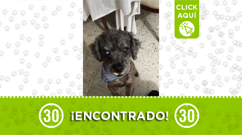 Peludito encontrado deambulando por Sena de Pedregal