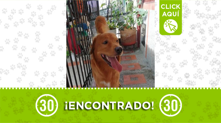 Peludito perdido llegó a una casa en el barrio Castilla, ¿lo reconoce?