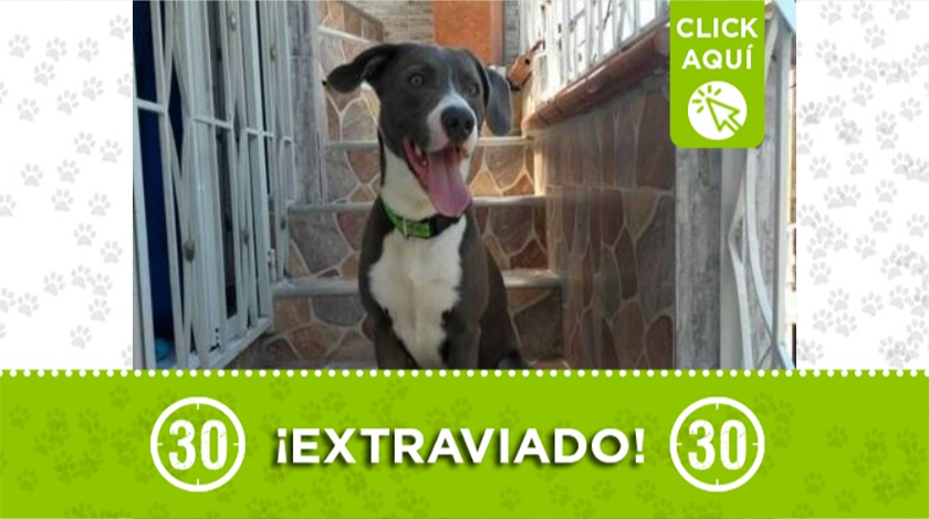 Perrito perdido en Itagui