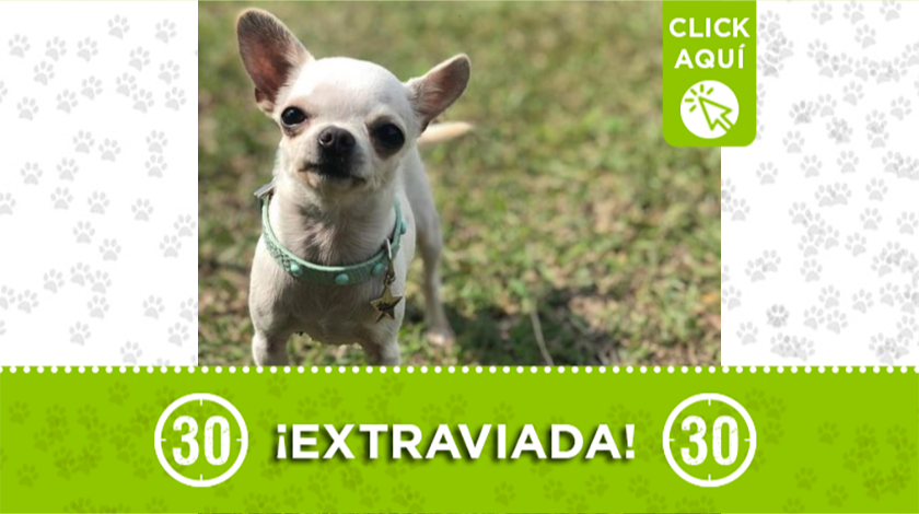 'Merengue' se perdió en el barrio La Castellana