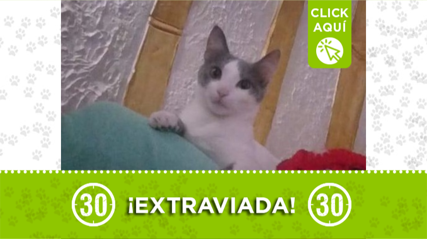 'Dulce' se extravió en Itagüí, ¡ su familia la busca!