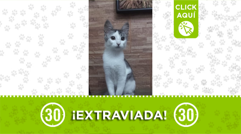 'Sacha' se perdió en el barrio Niquía