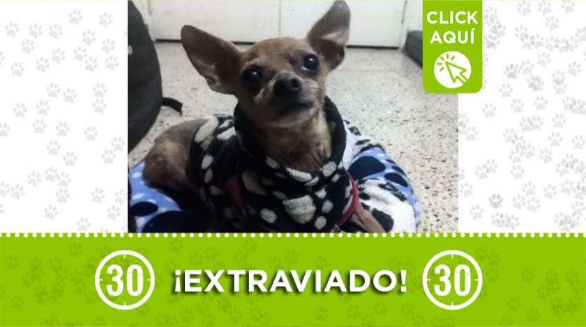 perrito extraviado