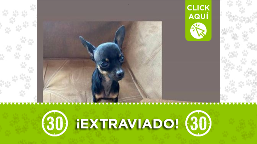 Perrito extraviado