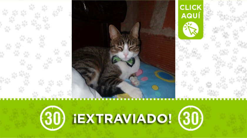 Este gatito se extravió por Niquía Camacol