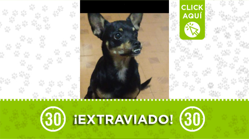 'Tony' se extravió desde el pasado sábado 22 de agosto