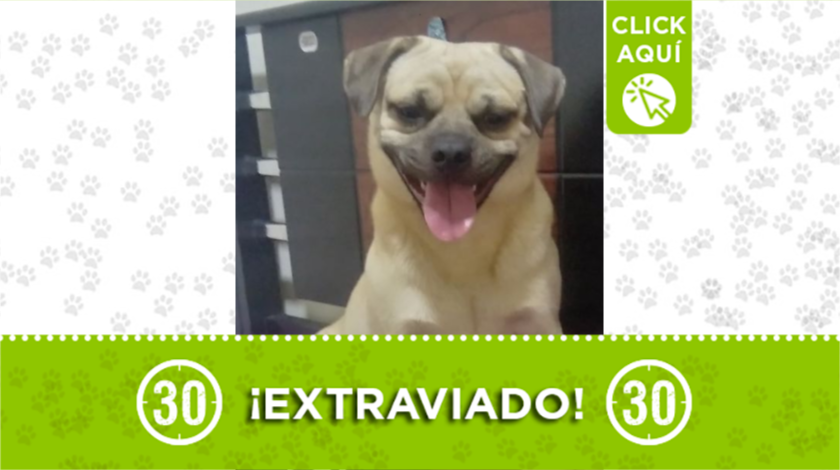 Este perrito se perdió durante la noche del lunes por la cancha Maracaná