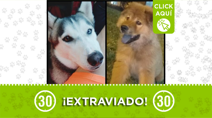 'Iker' y 'Kira' se extraviaron en Robledo