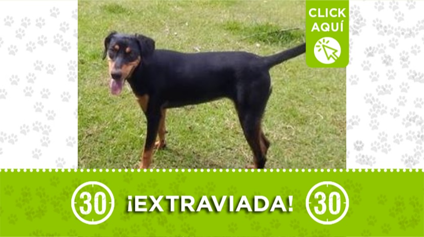 'La flaca' se perdió por Boston