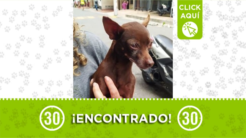 Perrito encontrado en Belén Rincón