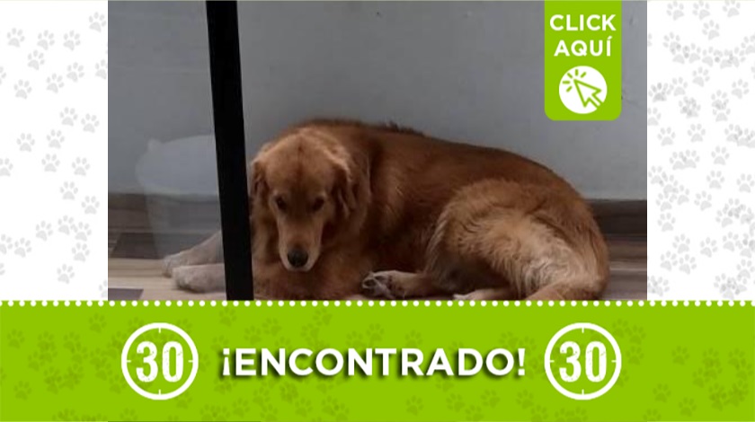 Perrito encontrado en Belén Fátima