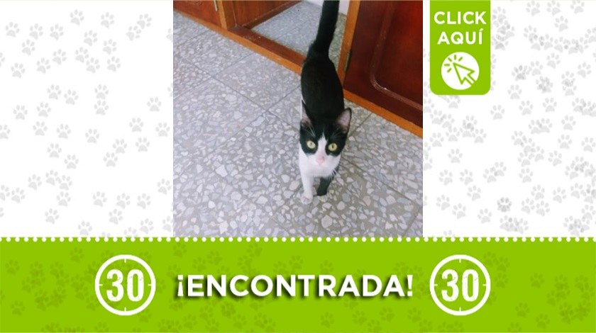 Gatica encontrada en Campo Valdés