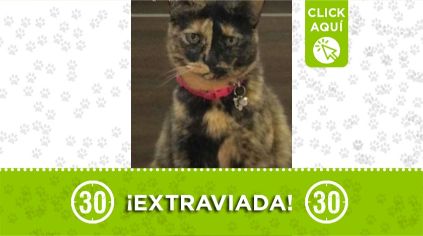 'Kiky' perdida en San Antonio de Prado