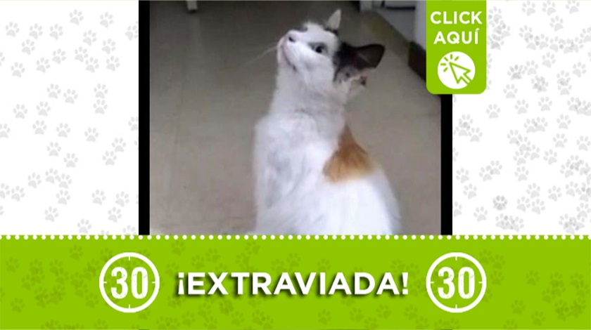 Gatica perdida en Calasanz