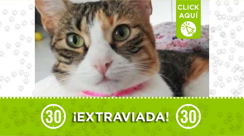 'Matilda' perdida en Envigado