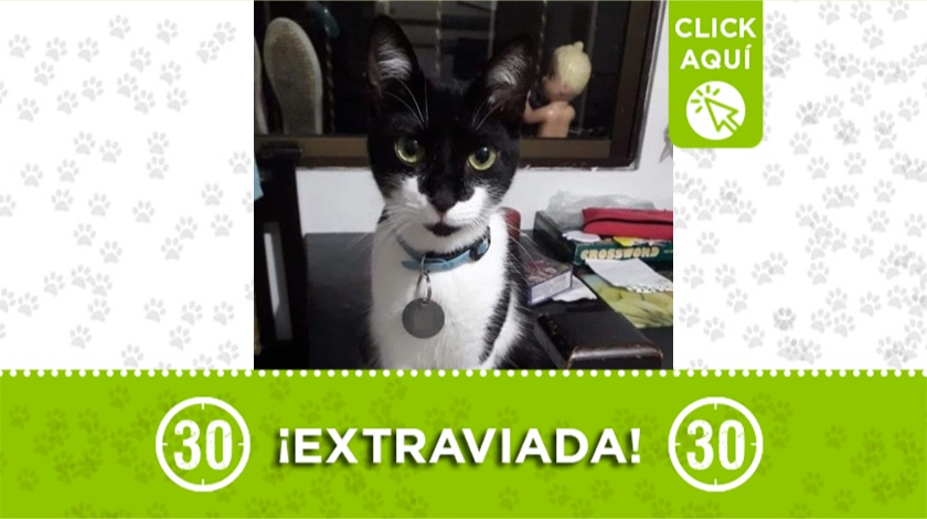 'Dulce' perdida en Envigado