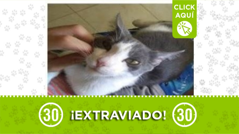 'Dostin' perdido en Altavista