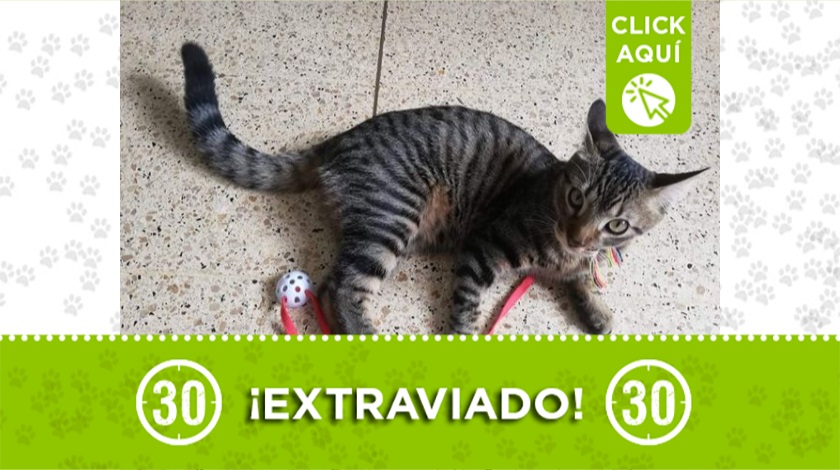 'Zeus' perdido en Medellín