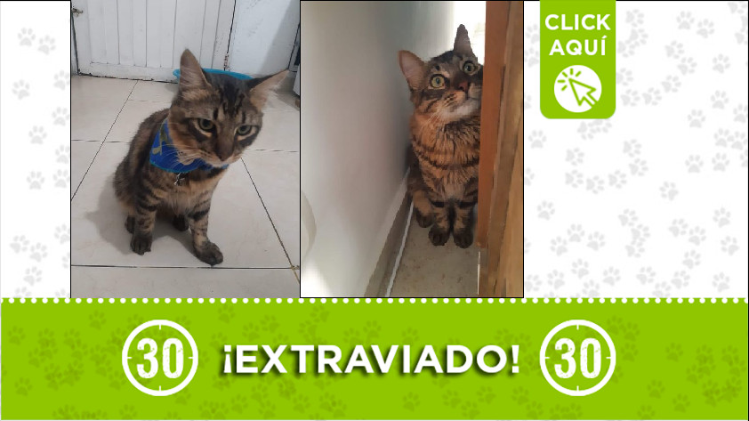 Gatico perdido en Envigado