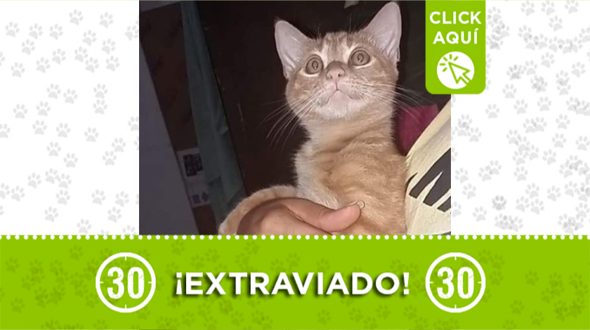 'Mishu' se extravió en el barrio San Gabriel