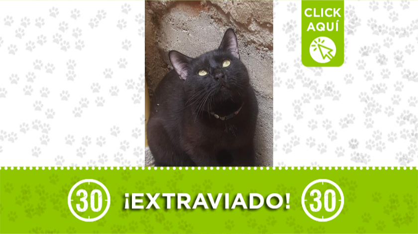 'Aslan' se perdió en el barrio El Cairo de Bello