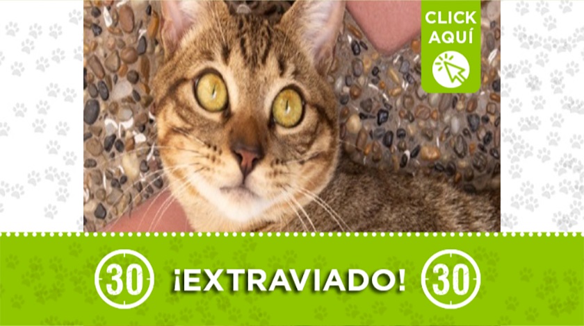 'Tito' perdido en Laureles