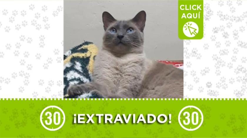 'Jack' perdido por el barrio Bolsa