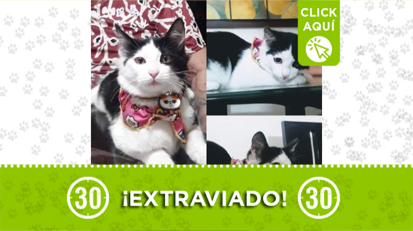 'Jano' se extravió en un sector del barrio Calasanz