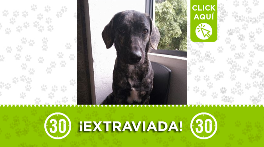 'Juana' se extravió el domingo en el barrio Manrique