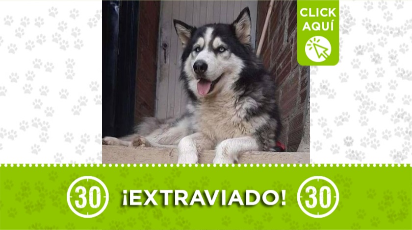 'Kaiser' perdido en barrio La Divisa