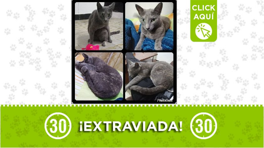 'Kira' perdida en Bello