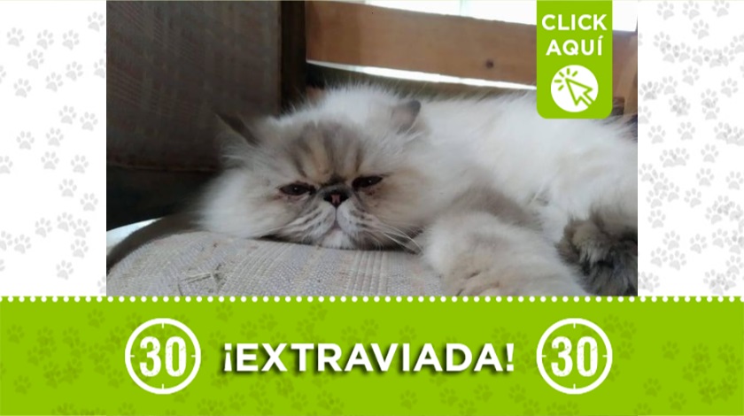 'Lila' perdida en San Antonio de Prado