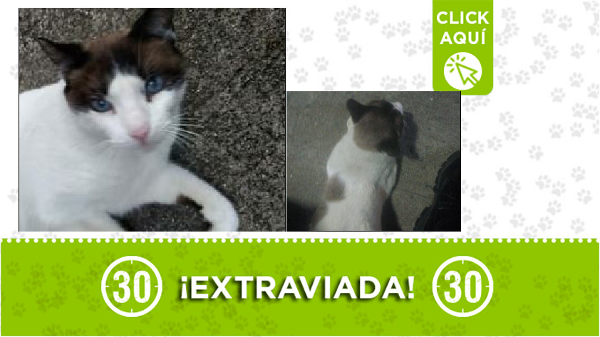 'Luna' perdida en Manrique