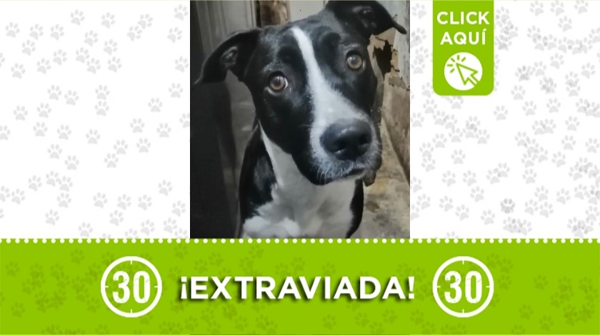 'Luna' perdida por Moravia